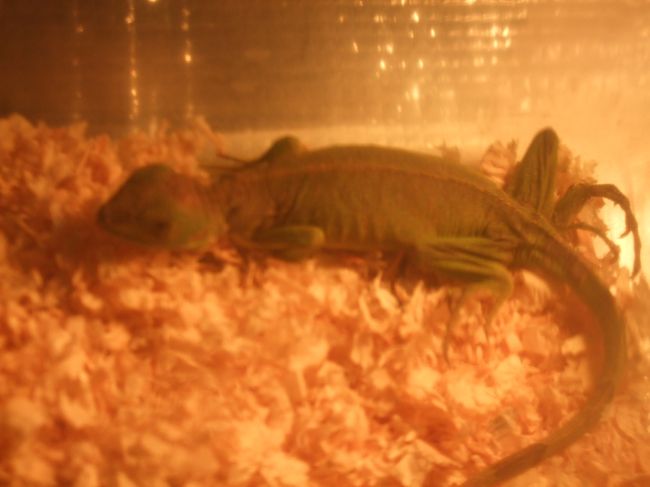 　朝4:49。眠いのに起こされたと言って怪訝そう。