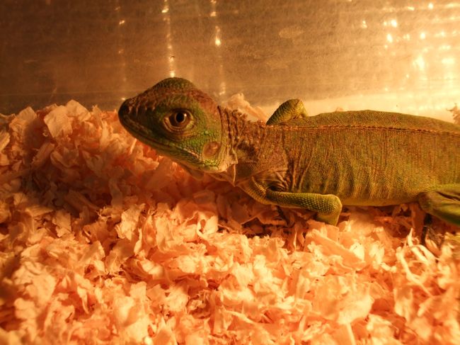 　名前がどうなっているのか、私は知らぬがこの新グリーンイグアナめ、ケースのフタを開けマクロでじっくりと撮ろうとしたら、サワサワサワッ！と動いて私はケースから逃げ出すのではないかと一瞬驚いた。