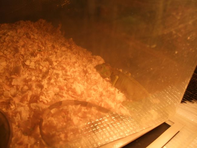 　逃げ出すと家族からとやかく言われるので、ケースのフタを閉めて仕上げの一枚。