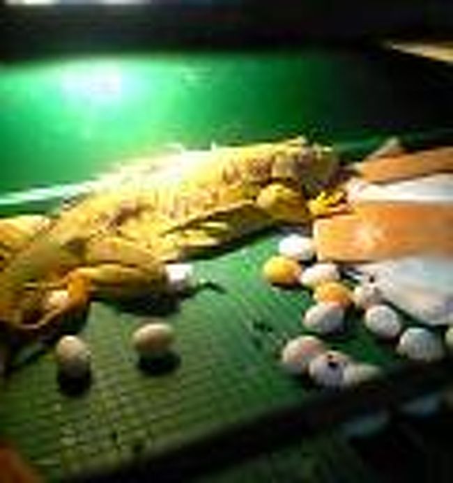 　勝手に産卵したこともありました。<br /><br />早速、タツミヤさんから「イグアナと旅は関係ないでしょう！？」とメールが入りましたが、分布している地へ旅してみよう！と思ったら旅行効果も上がるでしょう、、、