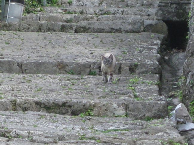 パトロール中の方がいらっしゃいました<br />