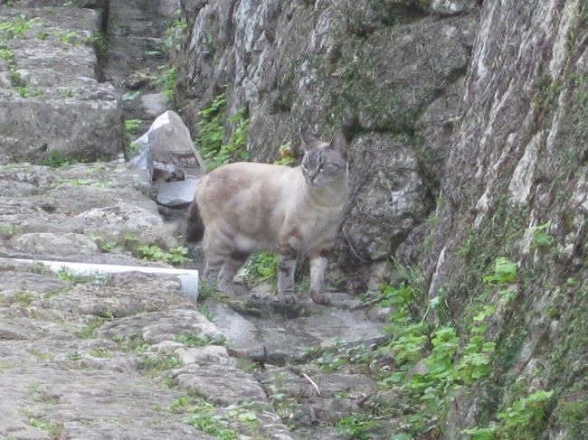 今日も異常なしにゃ<br />