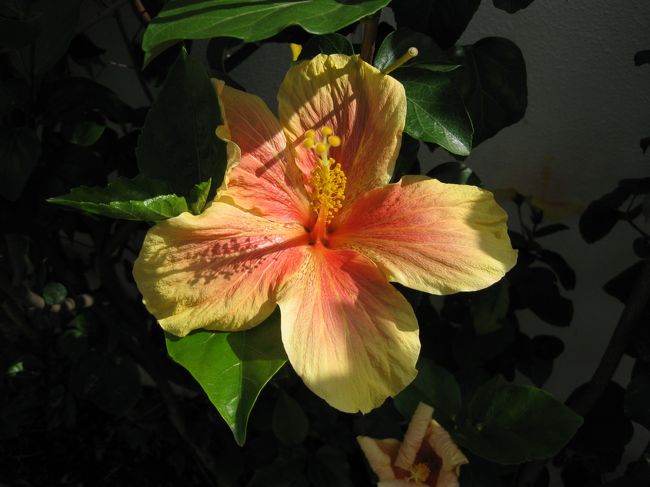 地元の幼稚園は朝のお遊戯時間でこどもたちが外で遊んでいます<br />通りにはこんなお花がこどもたちを眺めていました<br /><br />