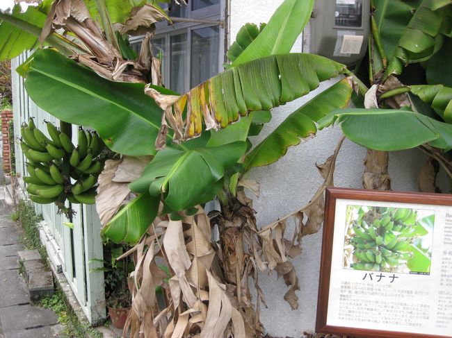 駅まで＠10分ほどのところだったでしょうか、<br />一般家庭の玄関にバナナが・・・子どもの頃うちの庭にバナナがあったらいいのになと憧れていた童心を思い出しました。<br />