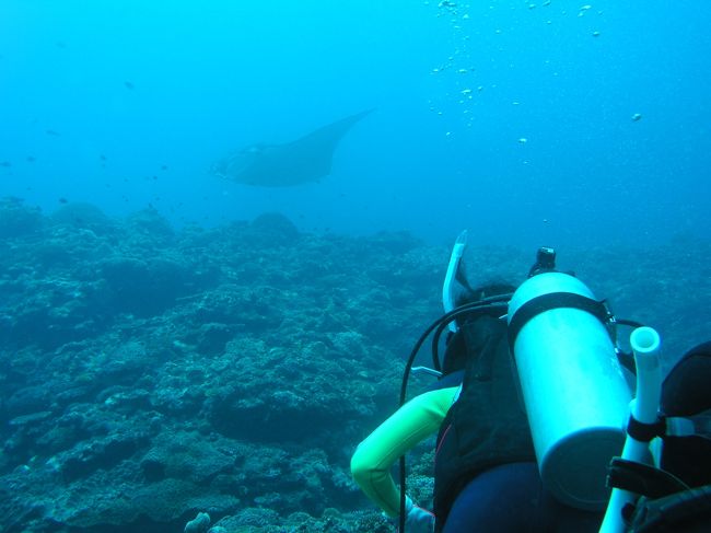 マンタがすぐそば♪<br />
