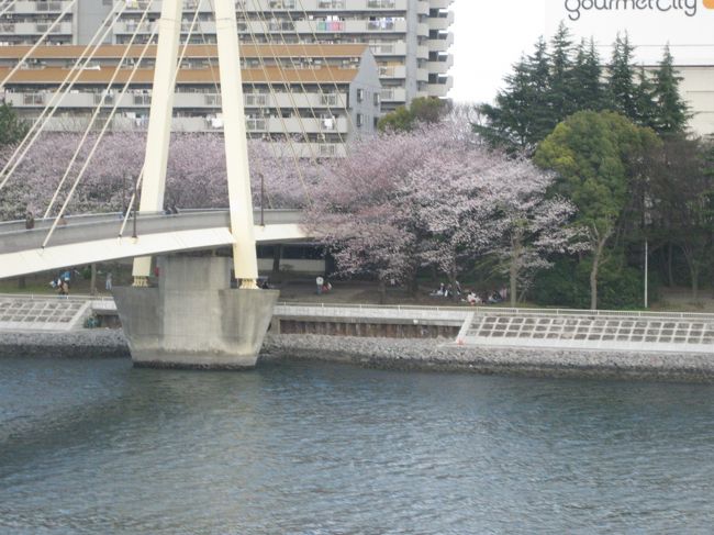 沖縄ではすでに葉っぱだけになっていた桜の木も、東京はこの日満開でお花見日和だったみたいです<br />植物の違いがあるのも沖縄は外国に行くような気分で大好きです<br />