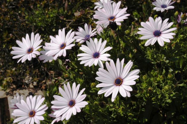 「オステオスペルマム」<br /><br />夢鯉ロード横にて。<br />