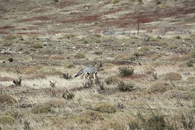 公園ツアーに参加するバスの移動中にシルバーフォックスを発見しました。