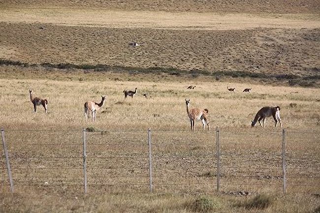 グアナコもたくさんいます。