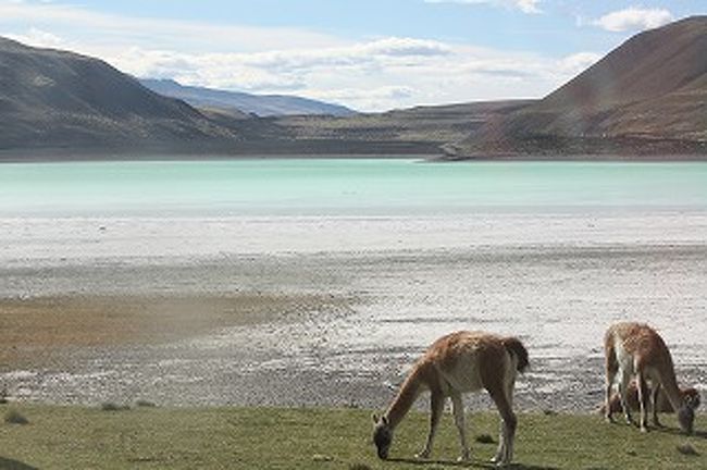 美しい自然の中で動物たちが生活しています。