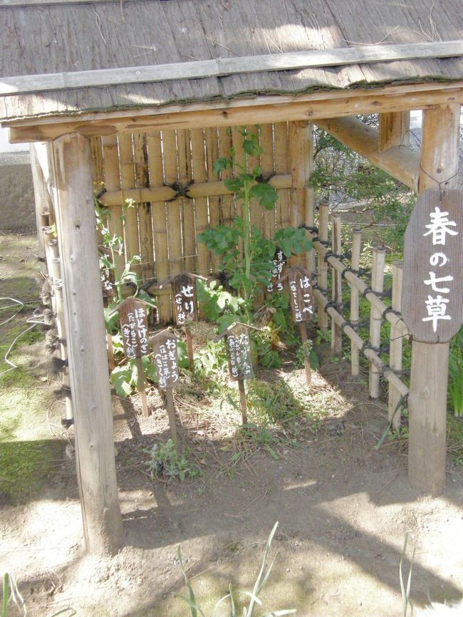 三渓記念館の裏には春の七草が！