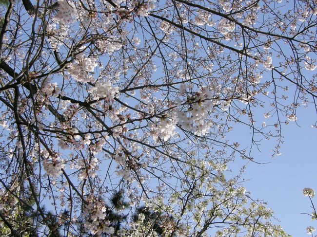 上を見上げると桜もほころびはじめていますな