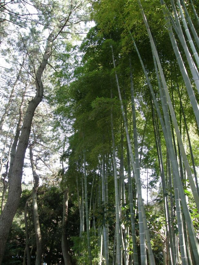 あら？ここは嵐山？<br />ちょっとだけですが竹林がありますよー。