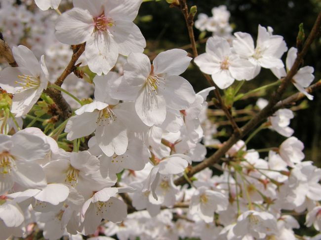 旧燈明寺本堂の裏にて。<br />桜の花が手に届く位置に咲いています。<br />