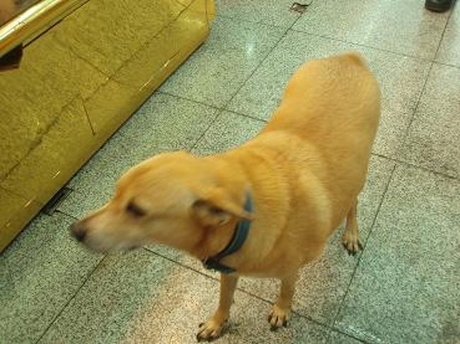 市場の中にわんちゃんいましたよ！<br />とても人懐っこくてカワイイ♪