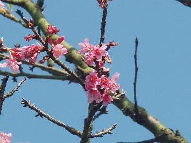 綺麗なお花も咲いていましたよ〜♪