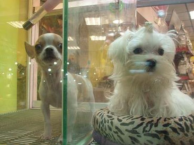 早速わんこ発見！！<br />みんな可愛い〜（*⌒-⌒*）