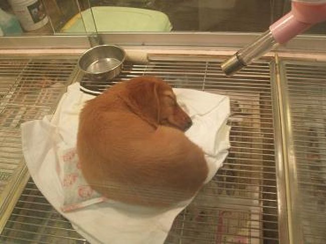 うちのわんこ・菜々に似てるかも・・・<br />菜々は旦那とお留守番なので、元気してるかなぁ・・・<br />