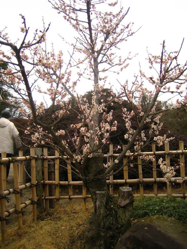 古木もかなりありました。<br />午後から小雨が降り出しましたが、<br />人出は増すばかり、偕楽園おそるべし…