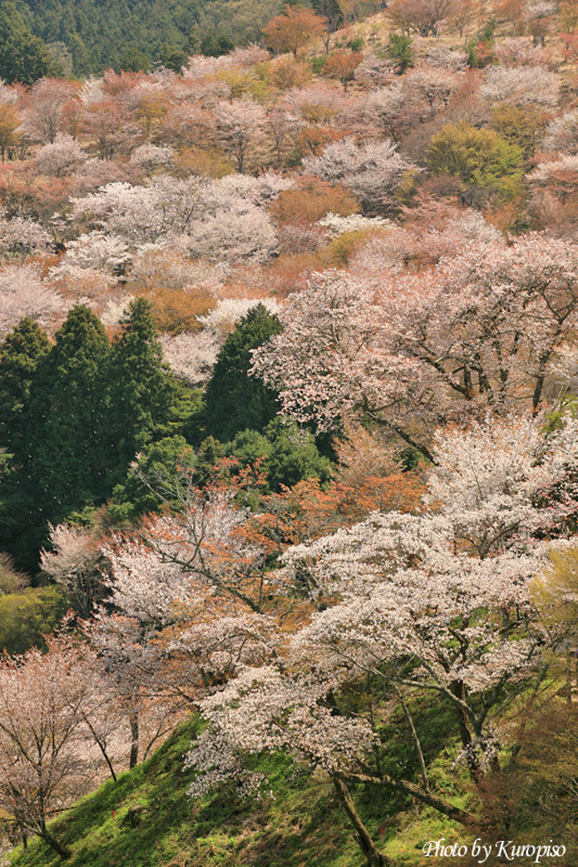 吉野 自転車 通常 奈良県 桜