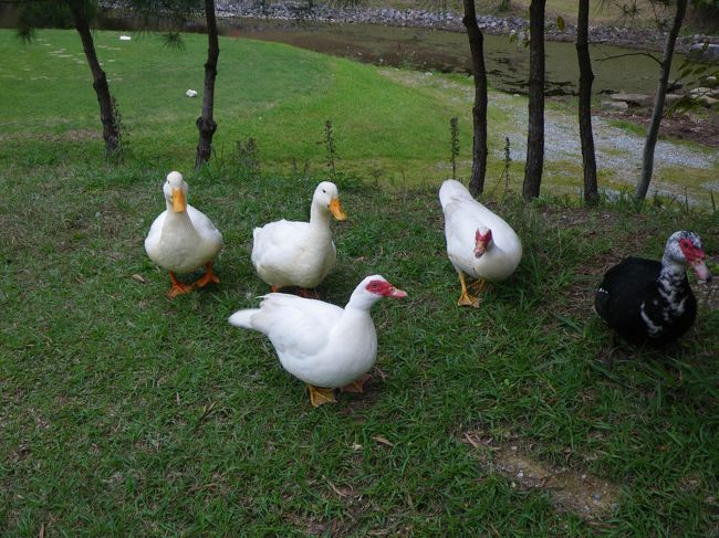 喜瀬カントリー倶楽部へ行ってきたが<br />コースはきれいだし、あひるはかわいいし、<br />天気はいいし、とっても良かった！