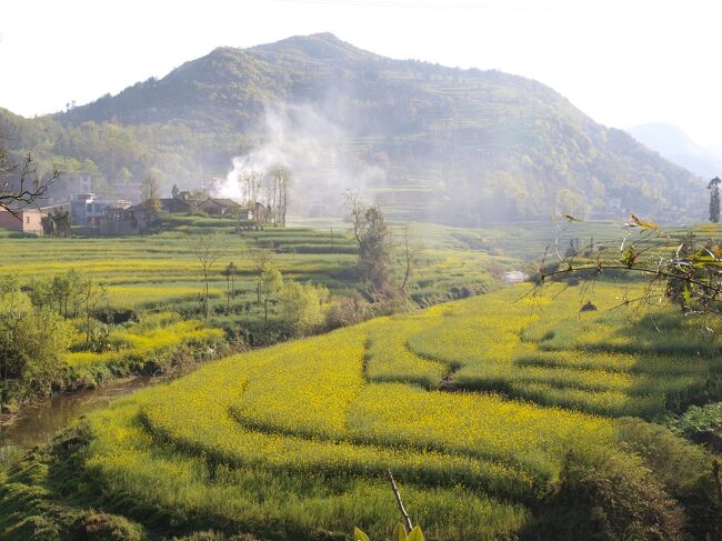 牛街はネジ山のような巻貝のような菜の花畑で有名で螺?田と呼ばれている。<br />カタツムリの殻のようなネジネジが楽しい。<br />