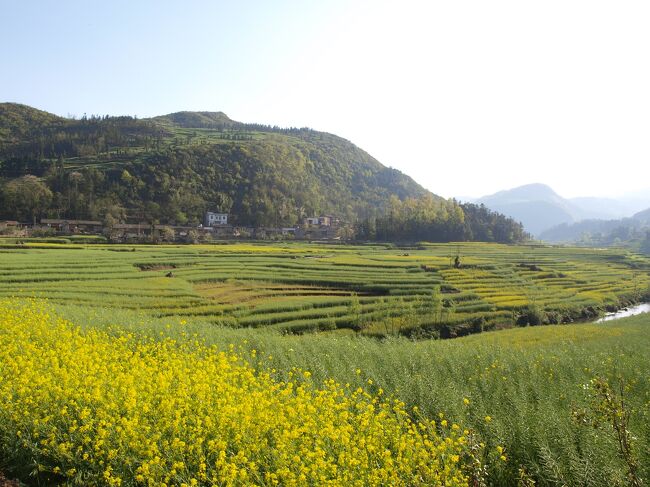 終わりかけだが、敷き紅葉、散り桜が好きなので悪くない。<br />満開の光景を想像するのも楽しいものだ。<br />