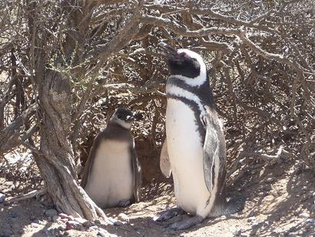 ぬ、ぬいぐるみ！！<br />のようなペンギンの親子がお出迎え。<br />かわいい〜っヾ(≧∇≦)ノ！<br /><br />テンションが一気に上がる観光客を<br />たしなめる現地ガイド。お疲れ様。。。<br />