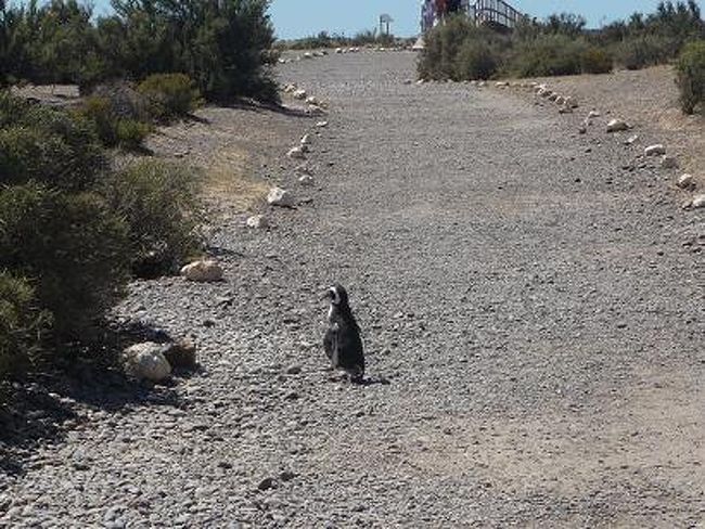 道を横切るペンギンに遭遇！<br /><br />周りからもれる感嘆の溜息。<br />ここはペンギン天国なので、<br />道はもちろん、ペンギン様優先♪<br /><br />人間達は距離をとりつつ、あつ〜い視線を送ります。<br />隣で写真撮ってるおっちゃんの鼻息が荒いです。<br />