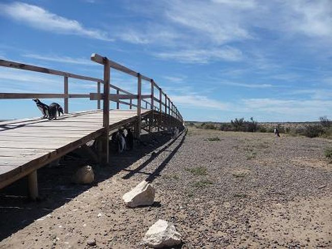 一つ目の橋。<br /><br />上にも下にもペンギンが！！<br />巣穴を踏み荒らされないようにと作られた<br />観光客用の通路もペンギン達の避暑地に？？<br />