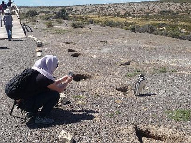 「きれいに撮ってね♪」<br /><br />撮られ慣れているのか、<br />わざわざ向きを変えてポーズをとってくれるペンギン。<br />