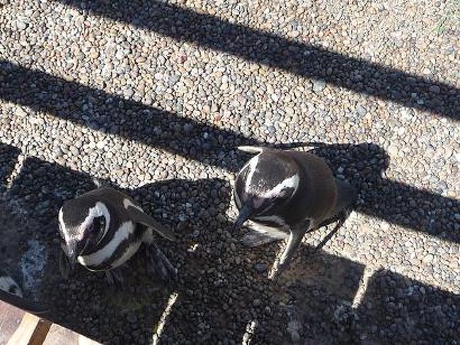 「お姉ちゃんたち、どこから来たんだい？」<br /><br />「なにかくれるの？くれるの？」<br /><br />ペンギン達も人間観察中♪<br />