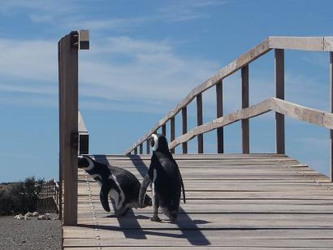 「前は異常なし！！そっちは大丈夫か？」<br /><br />「へい、左も異常なしです！！隊長。」<br /><br />背後には気付いてないペンギンたち。<br />