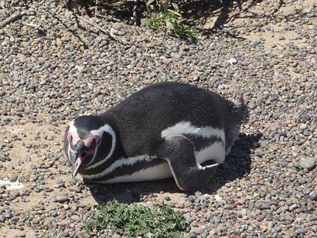 「ちょっと何見てんのよ？<br />　私はこれからお昼寝するんだから。」<br /><br />道のど真ん中で休憩。大胆だ！！