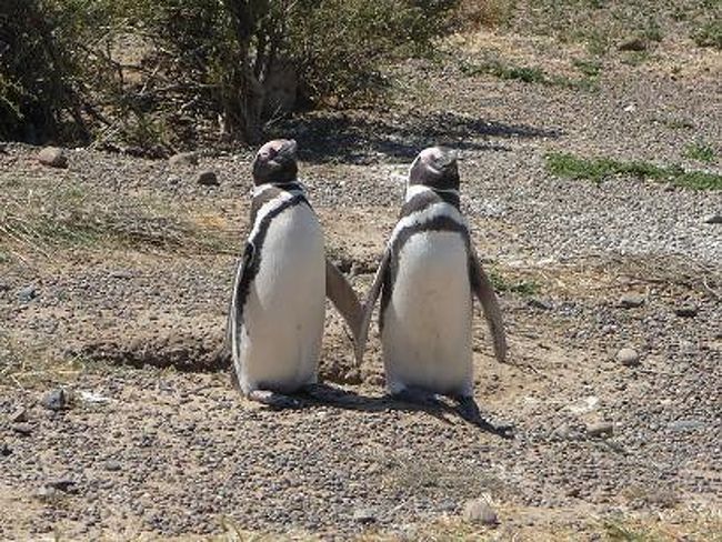 「あ〜今日はいい天気だわぁ。」<br /><br />「ホント、日光浴日和だねぇ。」<br /><br />仲良く2羽で日光浴。<br />目を細めた幸せそうな姿に思わず顔が緩む。<br />