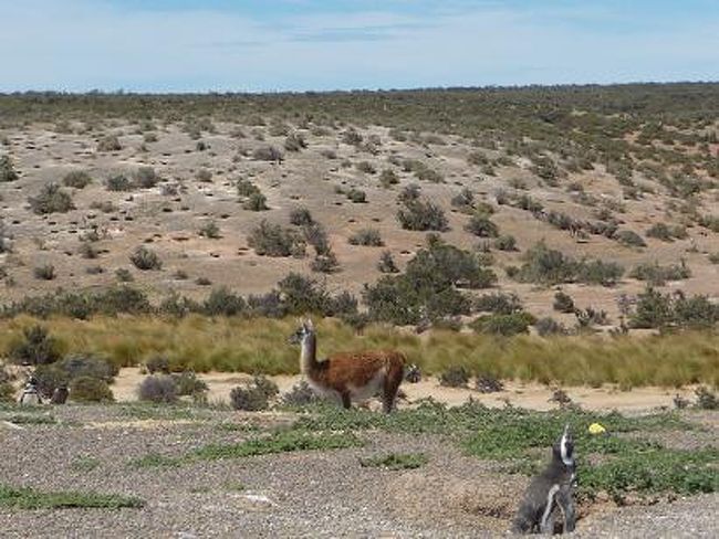緩やかな丘にはペンギンの巣穴がいっぱい！<br /><br />ペンギン♪ペンギン♪ペンギン…？？<br />よく見ると、ペンギンのそばに茶色い動物が！<br />
