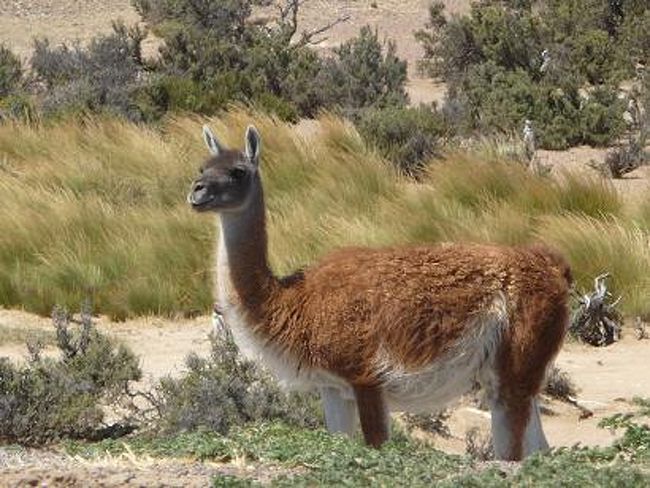 毛がふわふわのグアナコに遭遇。<br /><br />どうやら現在お食事中。<br />なかなかの美グアナコ？さんです♪<br /><br />