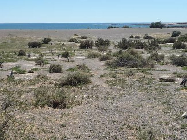 「その辺に何羽くらいのペンギンが<br />　いるんだろうねぇ？」<br /><br />数えてみるも思いのほか動き回るペンギンに<br />目標達成ならず。。。<br />