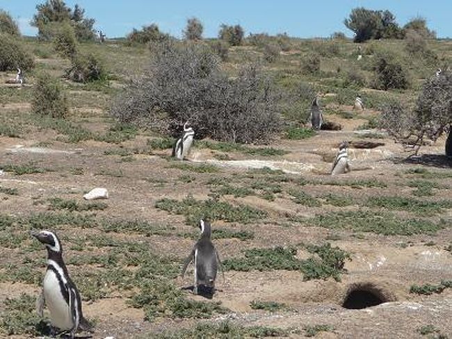 「ねぇねぇ、どっち向いて日光浴するのがいい？」<br /><br />「今日はどっち向いてても大丈夫だよっ♪」<br /><br />日光浴場（日焼けサロン）化している<br />ペンギン天国　その?<br />
