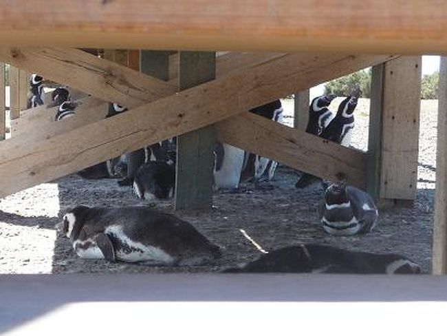 寝てます。<br />たれてます。<br />ころがってます。<br /><br />直立不動で日光浴するペンギン達とは対照的。