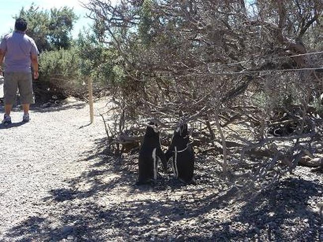 「私たちラブラブなの♥♥♥」<br /><br />2羽でいる仲良しペンギン。<br />手をつないでいるような<br />ほほえましい姿をよく見かける。<br />　<br /><br />