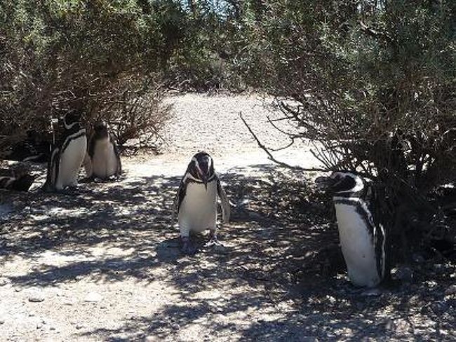 「あっ！！親分だ！」<br /><br />「みんな、整列！！」<br /><br />貫禄のあるオス登場。