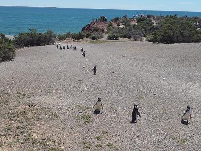 「こらっ!そこの2羽、団体行動を乱すな！<br />　海はこっちだ。」<br /><br />「すいません〜親分。」<br />