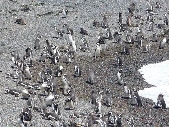 ズ〜ム！！<br /><br />波に運ばれて漂着したまま休憩中だったり、<br />毛づくろいしたりと<br />マイペースなペンギン達。<br />