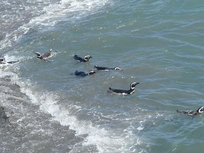 「さぁ！魚捕ってくるど〜っ！！」<br />魚を求めて荒波の海へ果敢にダイブ。<br /><br />>゜)))彡　　>゜)))彡　　>゜)))彡<br /><br />20年ほど前に比べて、大分沖に行かないと<br />魚が捕れなくなったらしい。<br />がんばれ！ペンギン！！