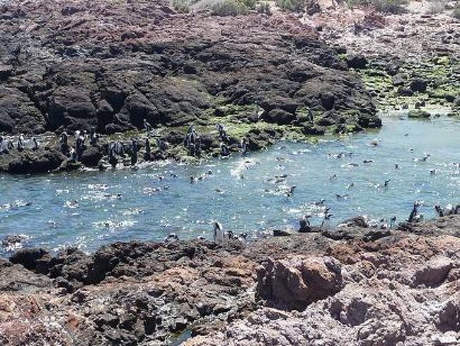 波の穏やかな入り江にあるペンギン天国　その?<br /><br />ビチビチビチ☆　<br /><br />活きのいいペンギン達がいっぱい。<br />