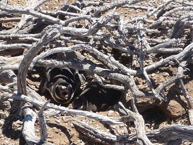 木の枝を積んで作ったロッジ風？<br />のオシャレな巣を発見！<br /><br />「ちょっと、坊やが今眠ったとこなんだから<br />　邪魔しないでよ？」<br /><br />