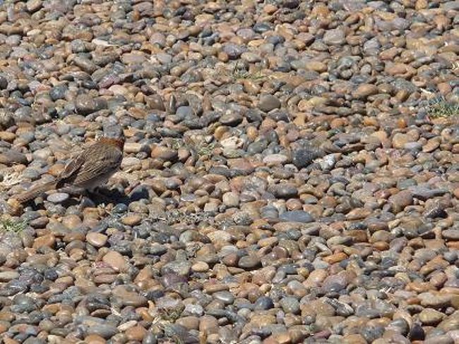 まわりの石と同化している小さな鳥。<br />保護色になっていて真上から見ると分からない。<br /><br />「おほほ。<br />　私がどこにいるか分かるかしら？」<br />