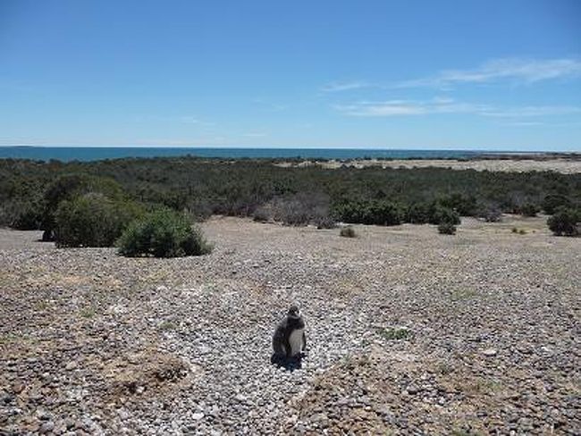 灰色の羽毛の小さな子ども。<br /><br />「ぼく、迷子になっちゃったの。クスン。」<br /><br /><br /><br /><br />
