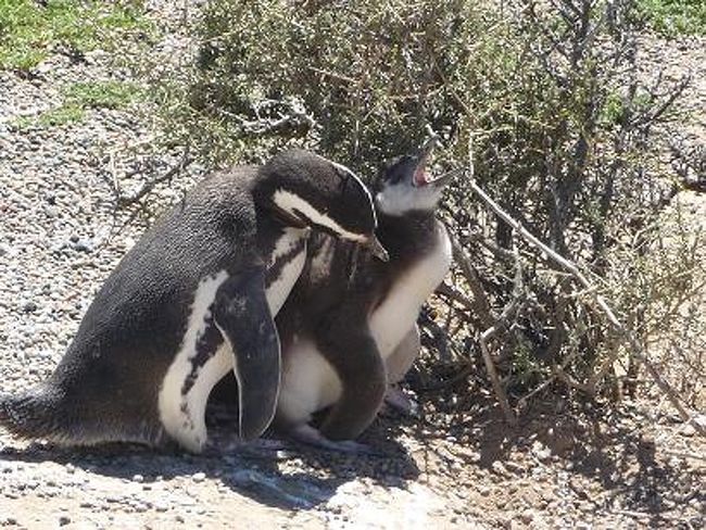 「ぼうやの毛づくろいをしてあげるわね。」<br /><br />「くすぐったいよぅ、おかあさん。」<br /><br />♥愛情たっぷり親子♥